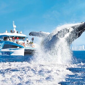 海洋世界賞鯨巡遊