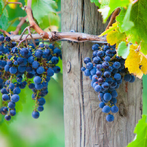 亞拉河谷景觀遊覽（含午餐 & 巧克力 & 品酒）