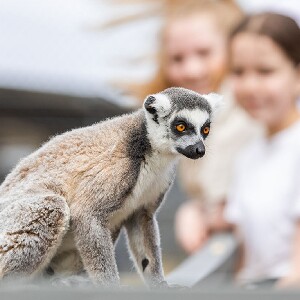 狐猴之地和蒙納託野生動物園一日遊