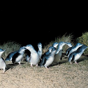 墨爾本菲利普島全日野生動物之旅