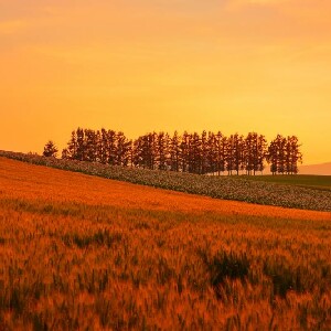 札幌市區/富良野/洞爺湖/小樽包車一日遊