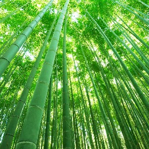 京都嵯峨野竹林 + 嵐山半日導覽徒步之旅