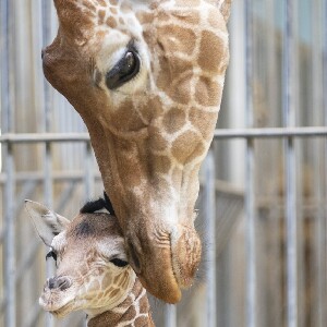 聖艾尼昂ZooParc de Beauval動物園門票