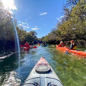 阿德萊德海豚保護區紅樹林之旅