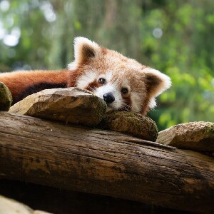 昂內維爾動物園快速通道門票