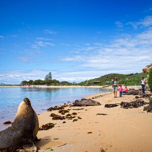 羅金厄姆海豚、海獅與企鵝島巡遊