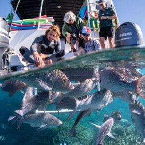 珊瑚灣珊瑚觀賞＆浮潛之旅