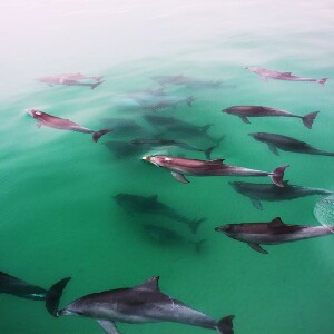 格雷爾魅力航海號海豚觀光遊船之旅（阿得雷德出發）
