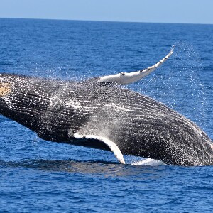 伯斯出發| 澳洲賞鯨體驗