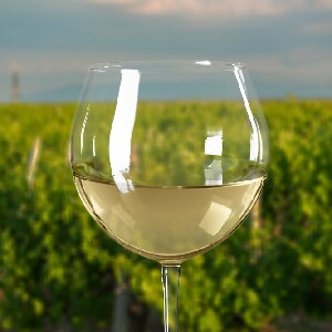 莫寧頓半島酒莊體驗（巴士接送 & 含午餐）