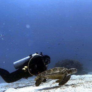 持證潛水員菲律賓阿尼洛Anilao潛水探險之旅