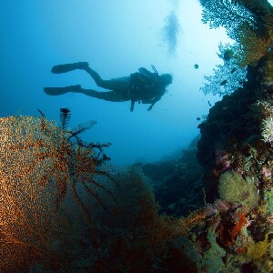 莫阿爾博阿爾珊瑚礁10次潛水方案 （PADI五星級潛水中心）