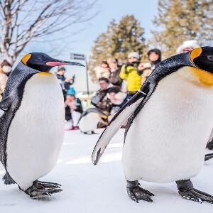 【札幌出發】北海道旭山動物園＆森林精靈露臺一日遊：企鵝散步＋四季彩雪樂園或夢幻點燈