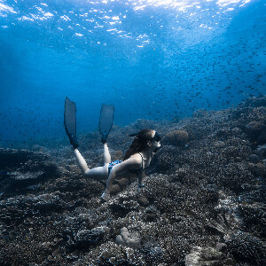 初學者自由潛水課程（含獎勵課程）