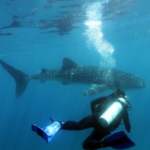 莫阿爾博阿爾進階潛水課程（PADI五星級潛水中心）