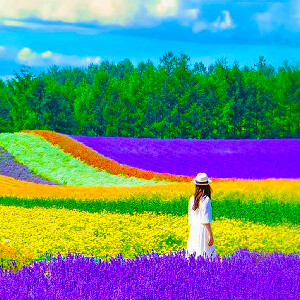 【札幌出發】富良野富田農場&四季彩之丘&青池&瀑布&拼布之路一日遊