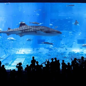 沖繩北部/中部/南部一日遊