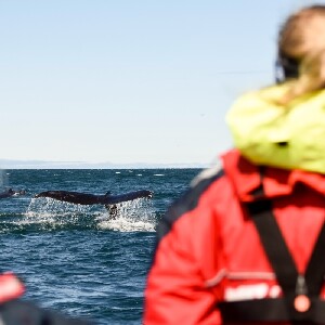 阿克雷裡觀鯨體驗