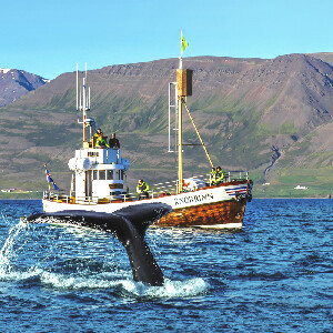 阿斯高斯沙杜爾賞鯨船之旅