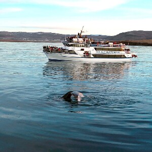 雷克雅維克賞鯨與海鸚鵡半日遊
