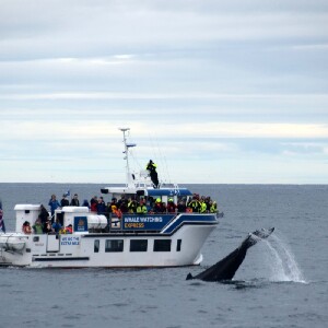 雷克雅維克賞鯨半日遊