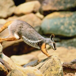 羅恩斯利公園袋鼠、岩石和銅礦四驅車導覽之旅