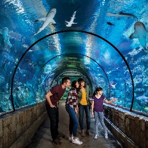拉斯維加斯鯊魚礁水族館門票