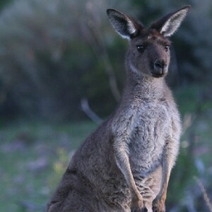 弗林德斯山脈南部四驅車生態探險一日遊