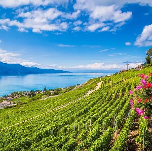 蘇黎世拉沃（Lavaux）聯合國教科文組織一日私人葡萄酒之旅