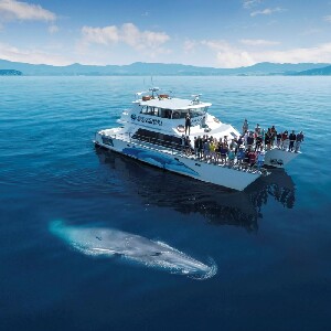 新西蘭奧克蘭觀鯨海豚遊船