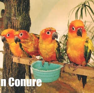 吉隆坡飛禽公園門票（含單程接送）