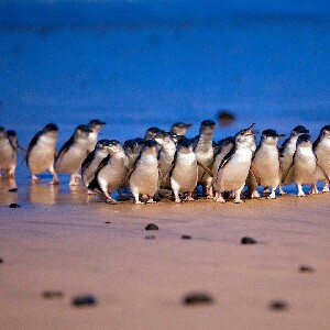 墨爾本南岸經典一日遊 - 彩虹小屋 & 企鵝歸巢(中文導遊)