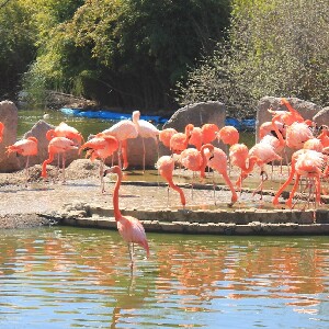 馬德里 Faunia 動物園門票