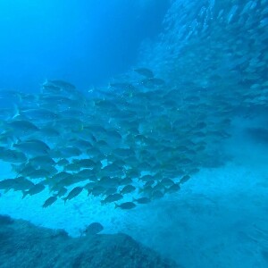 大加那利島潛水複習：PADI 5 星潛水中心水肺潛水温習