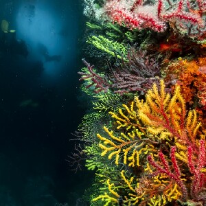 加泰隆尼亞潛水重啟：水肺潛水複習課程（PADI 5星潛水中心）