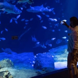 紐約水族館門票