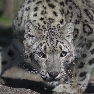 紐約中央公園動物園門票