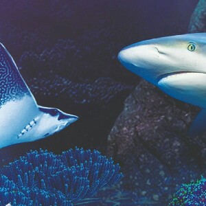 西班牙貝納爾馬德納海洋生物水族館門票