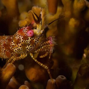 薄荷島PADI潛水體驗（PADI五星級潛水中心）