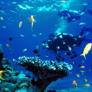 錫德出發：水肺潛水和水下博物館之旅（含飯店接送）