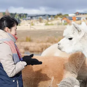 新西蘭蒂卡波寵物動物園門票