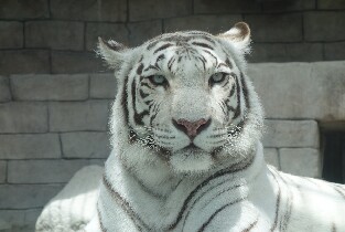 東武動物公園門票