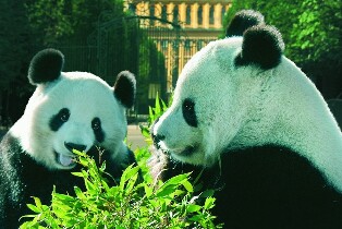 維也納美泉宮動物園門票（含免排隊門票）