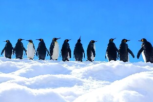 旭山動物園 & 精靈露臺 & 美瑛牧場 (雪地摩托/迷你馬車體驗) & 白鬚瀑布一日遊 (送原創記念品)