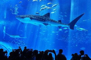 沖繩Hip Hop Bus觀光巴士之旅：古宇利島＆萬座毛＆其他熱門景點圖片