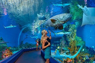 凱恩斯水族館門票