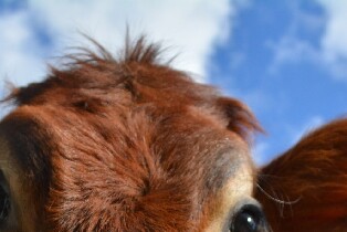 澳洲華納兄弟電影世界 / 海洋世界 / 狂野水上世界通票