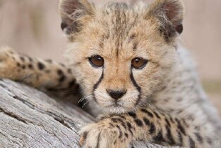 莫納托野生動物園門票