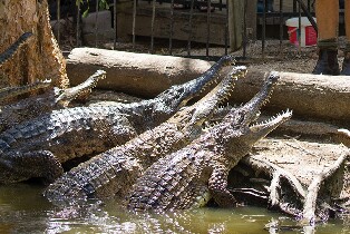 凱恩斯哈特利鱷魚公園門票