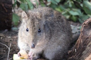 波托魯宮動物保護區門票